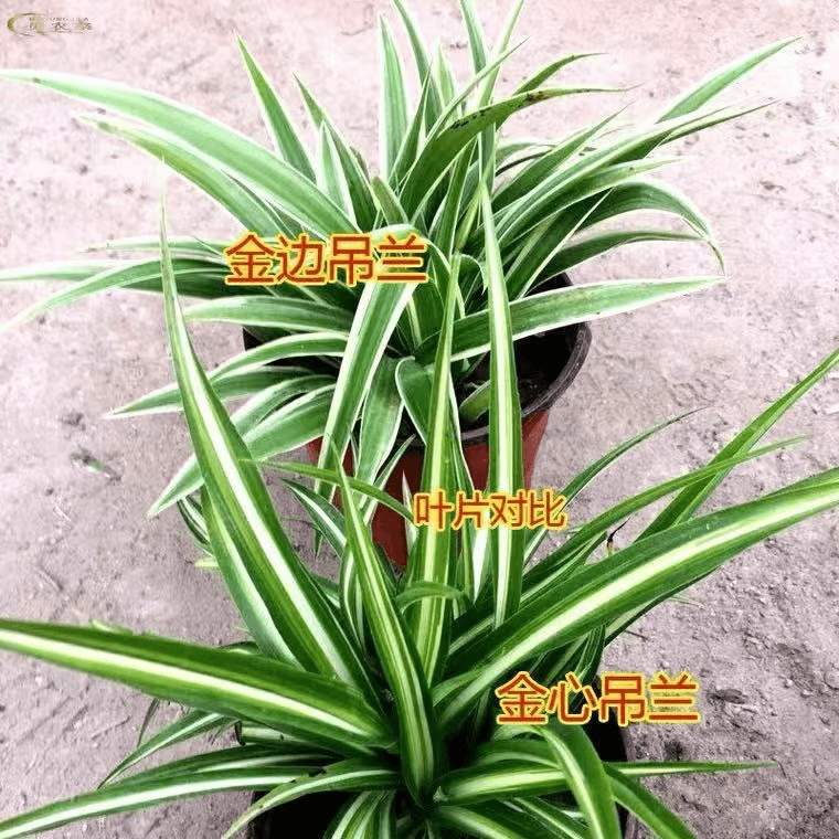金边吊兰金心吊篮盆栽绿植植物花卉净化空气吸甲醛批发办公室内