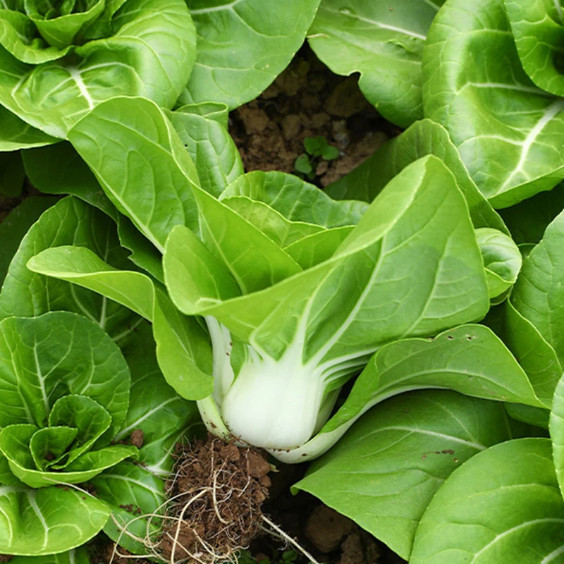 矮脚黄奶白菜种子四季奶油小青菜秋冬季油菜四季秋后菜籽蔬菜种籽