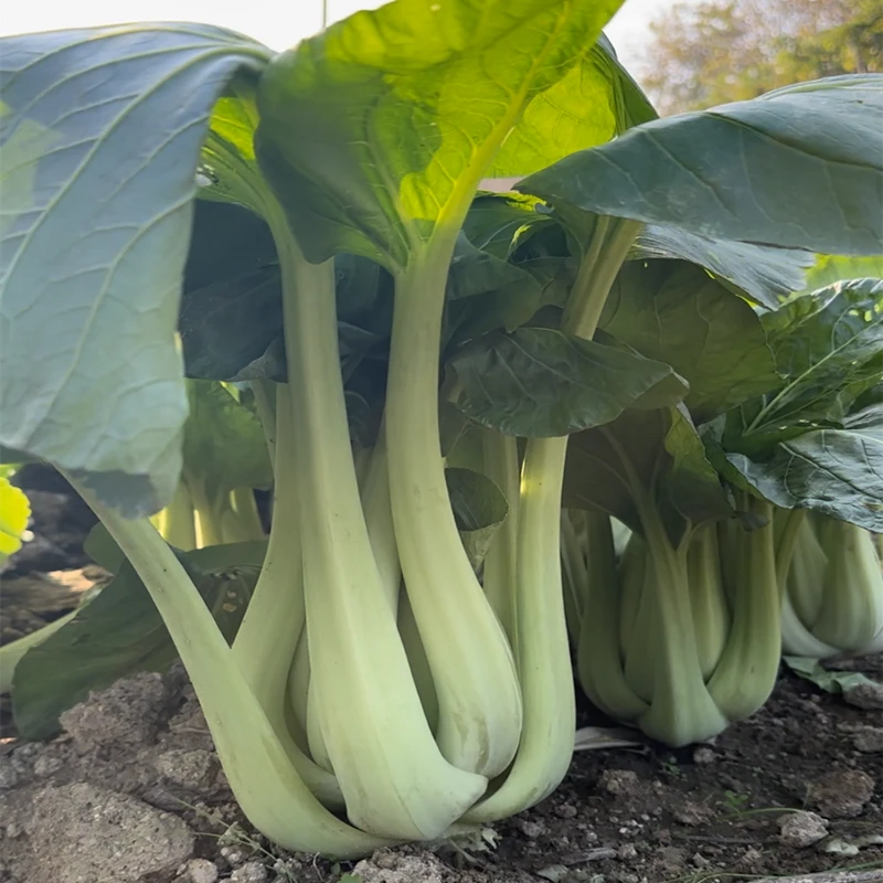 青梗调羹白菜种子 蔬菜种子 湖南本地菜籽青梗调羹白菜种子阳台