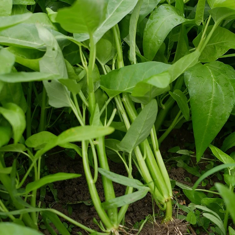三叉菜空心菜种子种籽孑苗四季菜苗水上种植蔬菜菜籽菜种籽种苗种