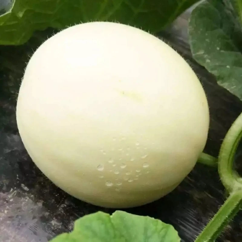 白糖罐甜瓜种子超甜香瓜种籽甜脆白色水果种籽【小菜园直播专属】