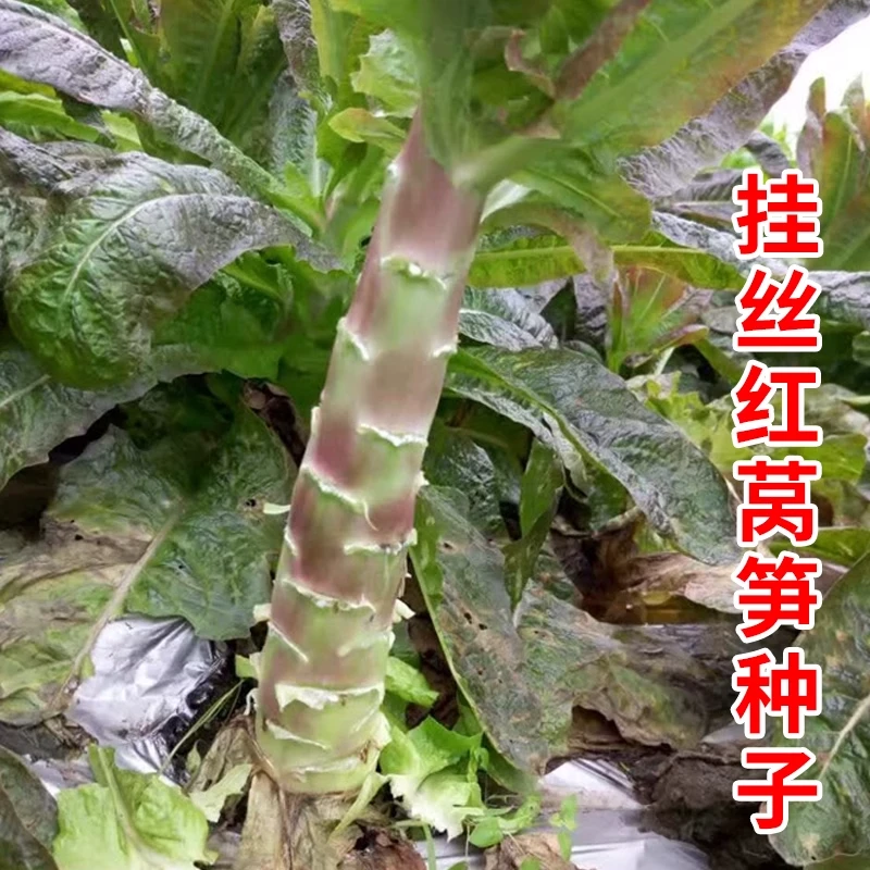 红尖叶莴笋种子香丝红莴苣籽紫红色高产四季露天蔬菜抗寒抗病