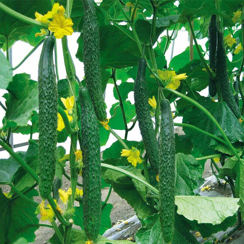 津研四号黄瓜种子心肉水果四季阳台盆栽高产蔬菜种籽苗孑疏菜种植