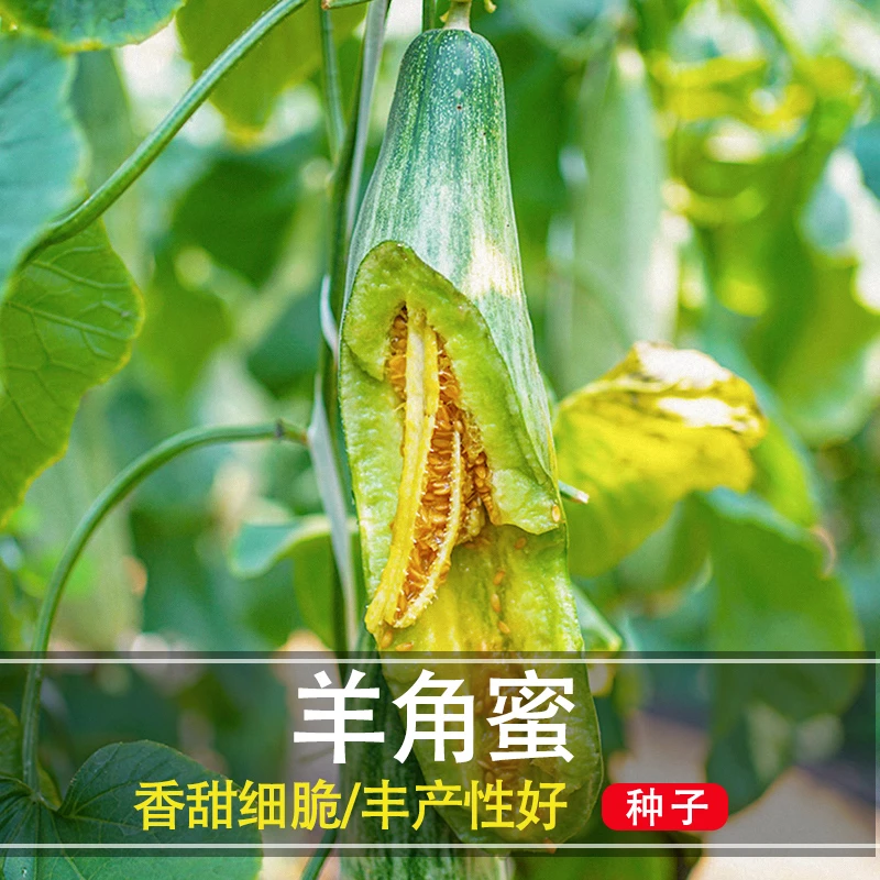 羊角蜜甜瓜种子酥脆甜瓜薄皮香瓜早熟春秋播种【小菜园直播专属】