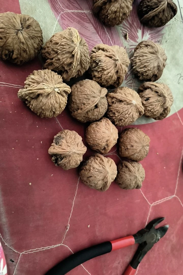 文玩核桃种子两个