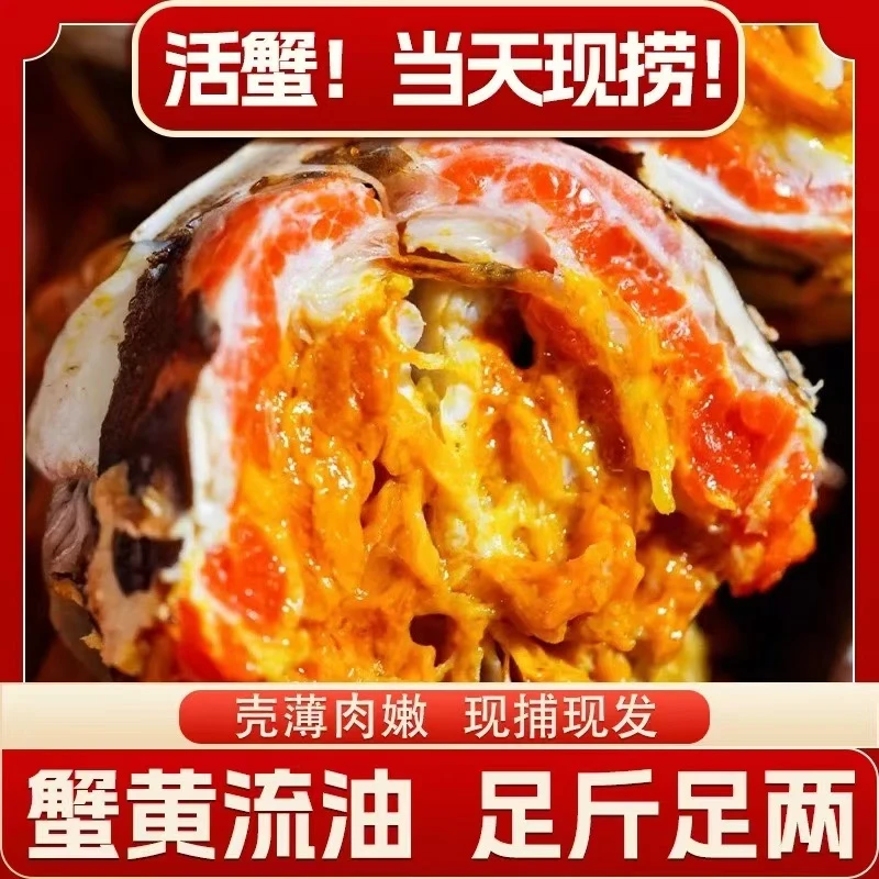 【活蟹】江苏蟹全母蟹3.0-2.7两共10只精挑蟹AK13