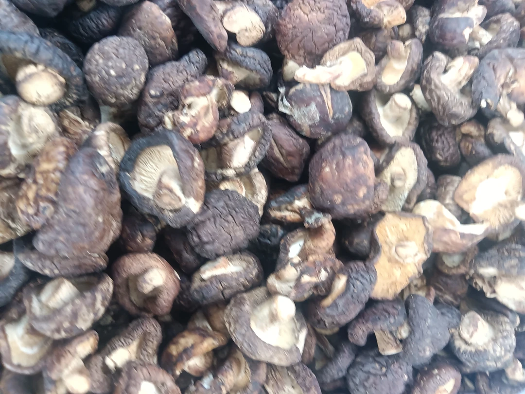 云南土特产，，香菇