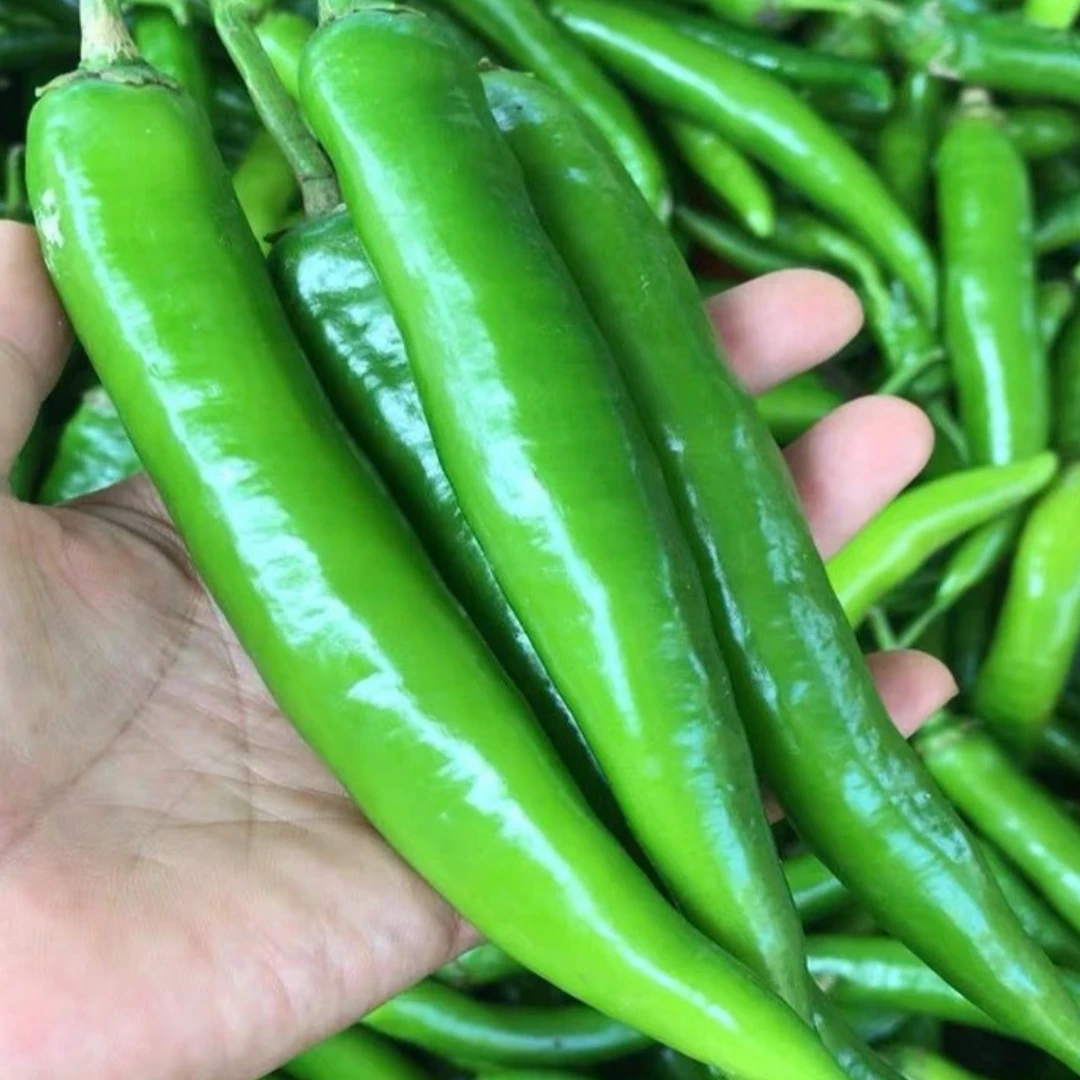 【京东发货】湘研55号新鲜辣椒现摘青椒薄皮微辣尖椒批发牛角椒蔬菜