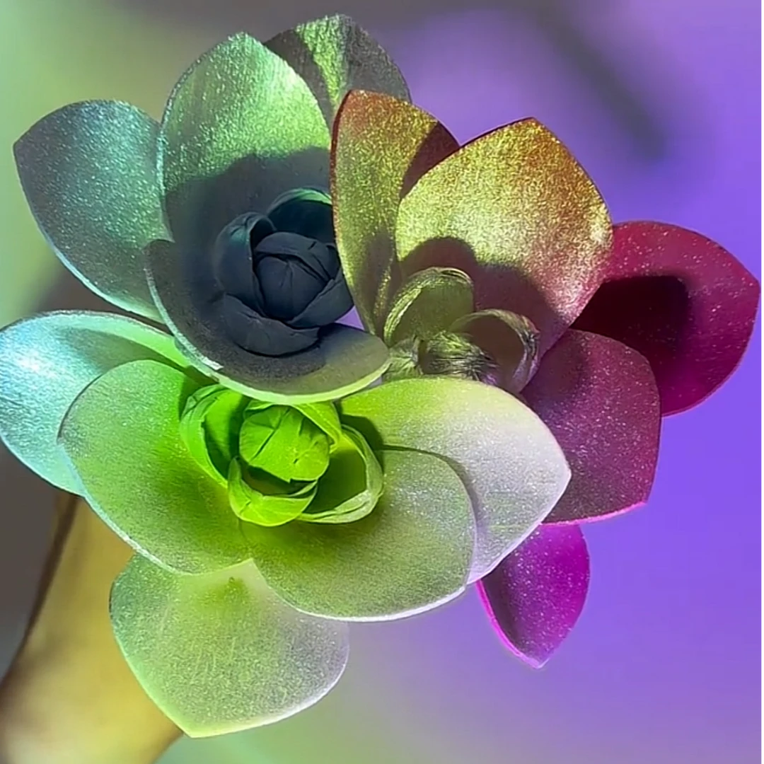 【通草花五叶兰】5支颜色随机