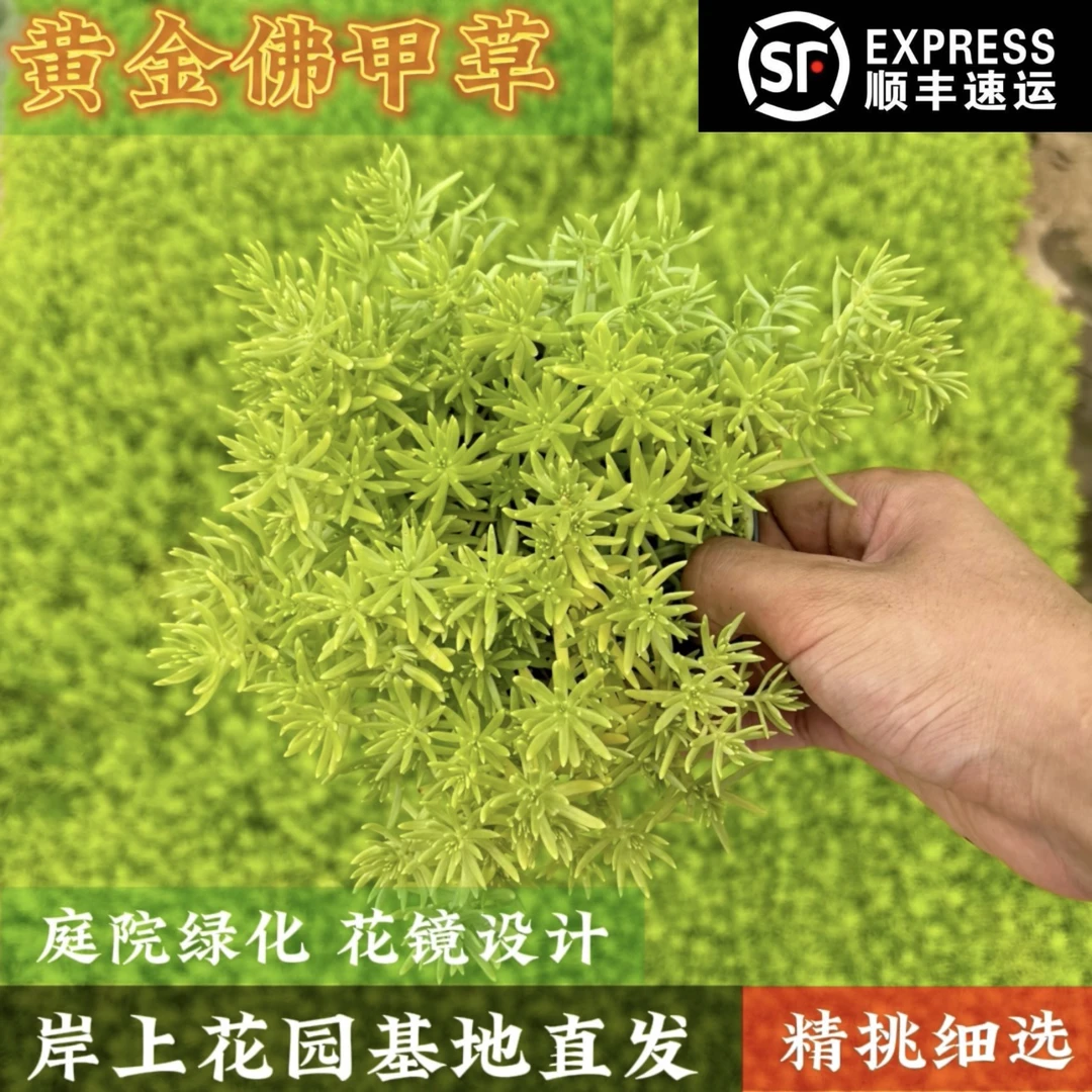 黄金佛甲草地被植物可四季观叶盆栽地栽庭院假山绿化