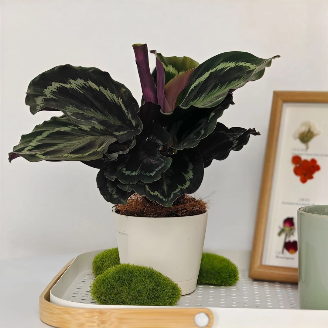 【彩虹竹芋】室内居家办公多纹路色彩缤纷厚实叶片饱满喜阴绿植