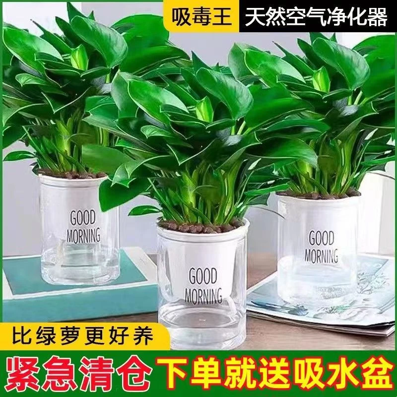 绿公主大叶金钻盆栽吸毒王四季常青室内吸甲醛桌面绿植花卉防辐射