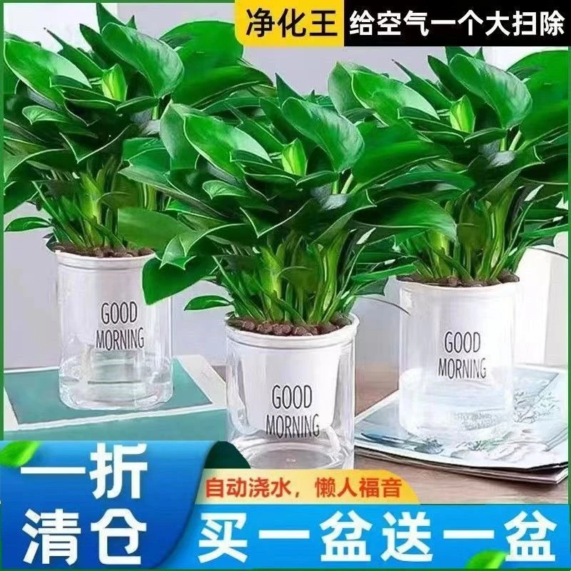 大叶金钻绿公主盆栽绿植物客厅室内花卉大全好养不死吸甲醛防辐射