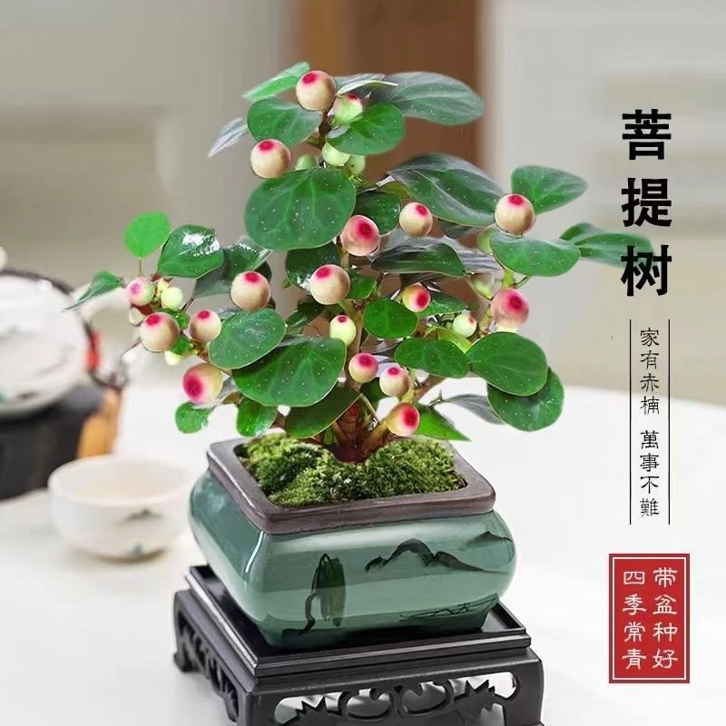 小盼菩提树种植盆栽苗带果发货室内客厅桌面盆景花卉净化空气绿植
