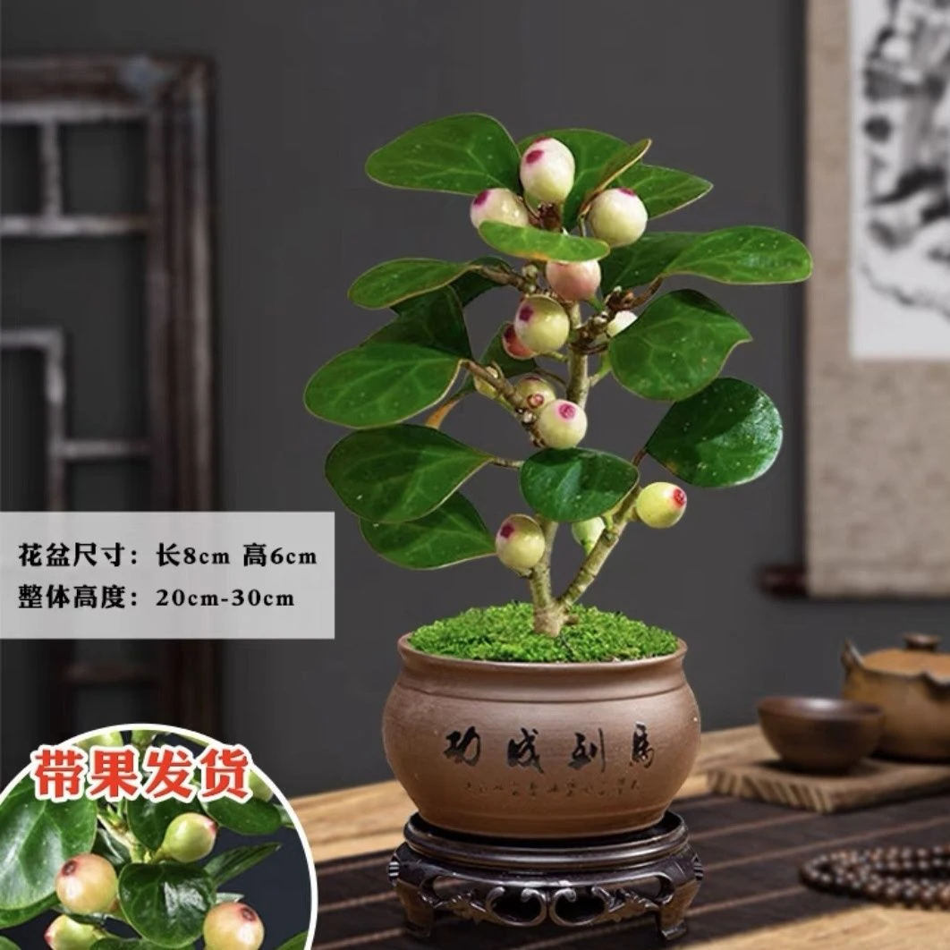 小盼菩提树带果发货盆栽观赏价值植物室内办公书房一叶绿植花卉