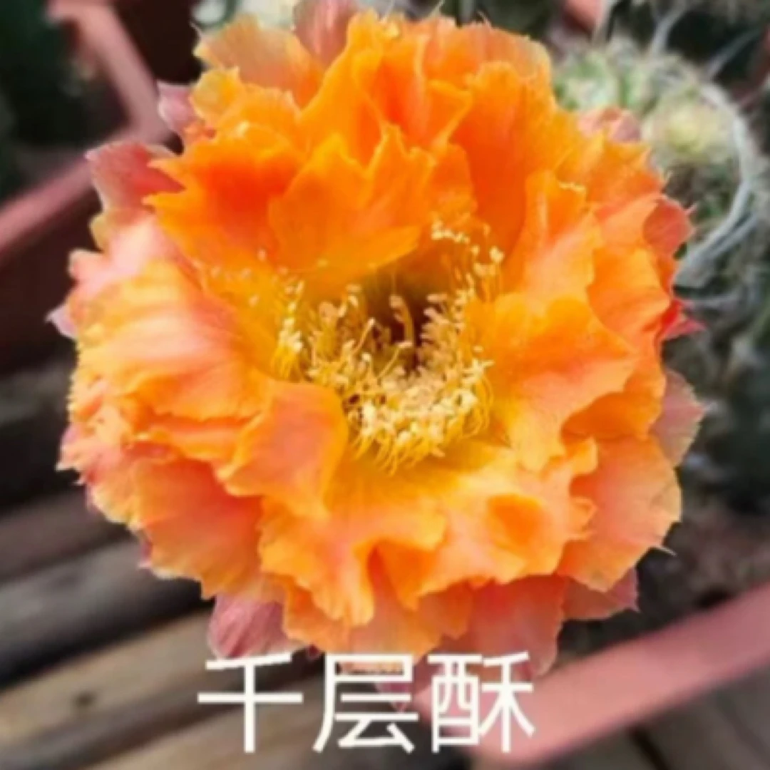 千层酥席克氏彩草仙人球（非偏远地区满十八包邮）