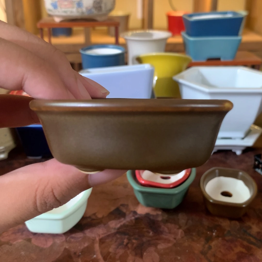 红陶20CM（含）-50CM（不含）慢*吞