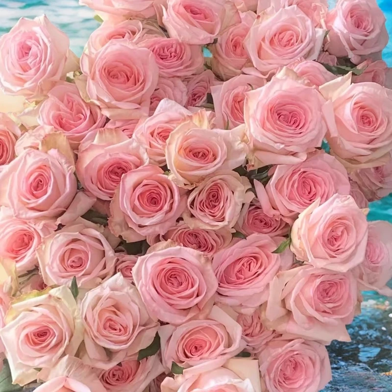 【滇霞花卉】粉白荔枝 单头玫瑰任意满两单及以上 升级顺丰冷链包邮