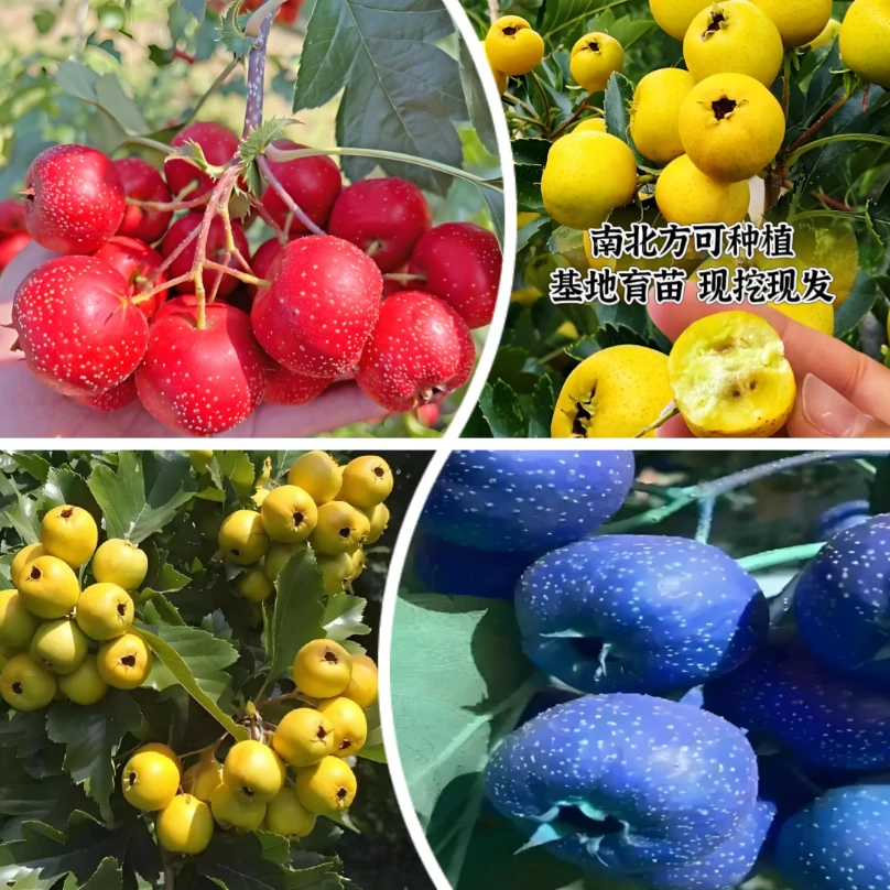 山楂树苗基地现挖现发