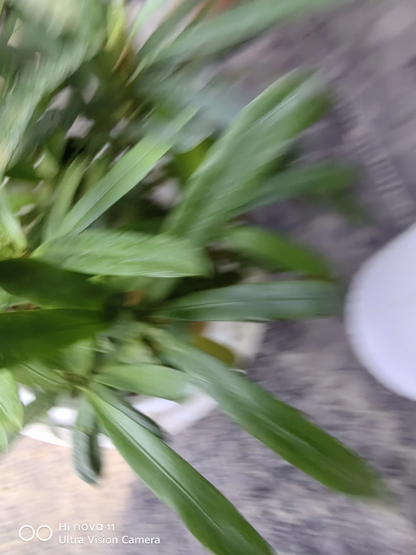 水培罗汉松一个8.8（全疆包邮）