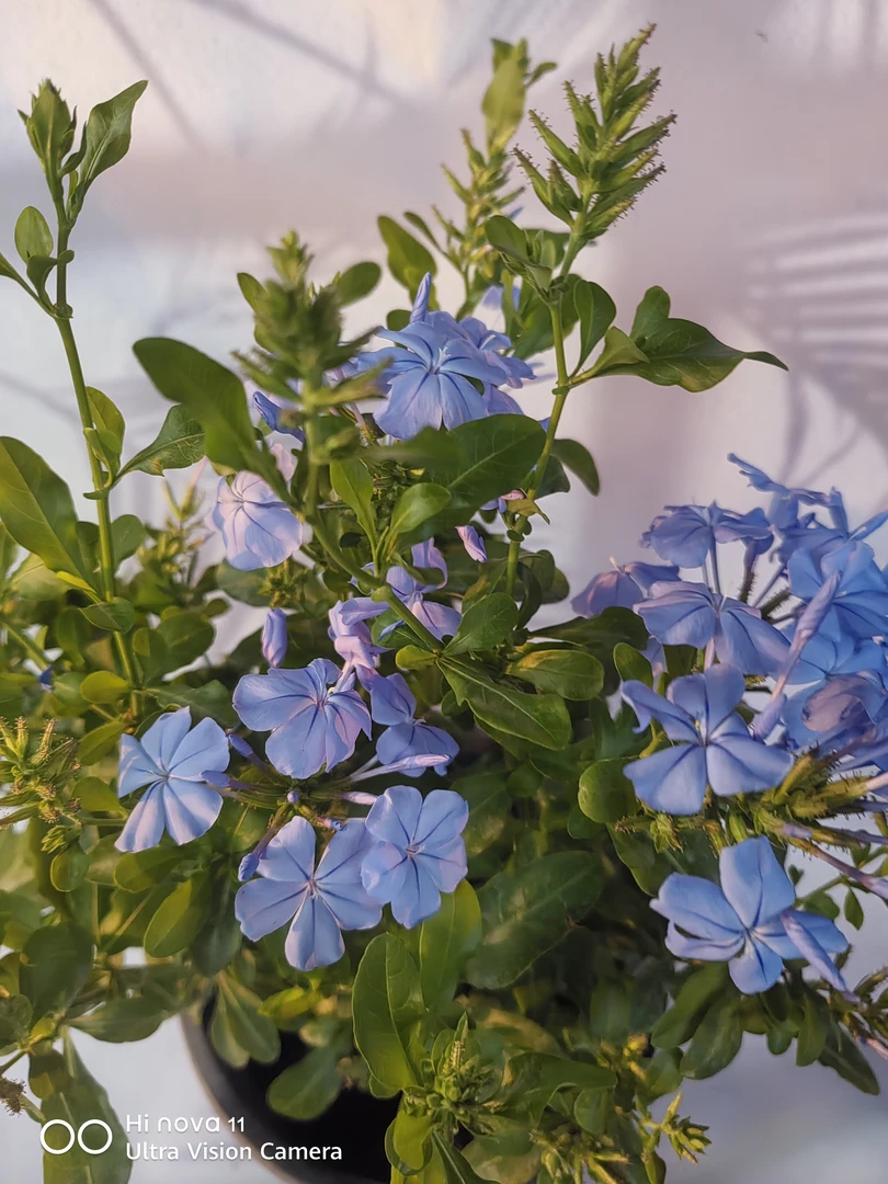 只发新疆昌吉发货蓝雪花