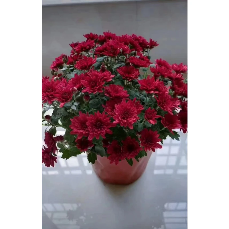 千头菊 红色粉色随机发货