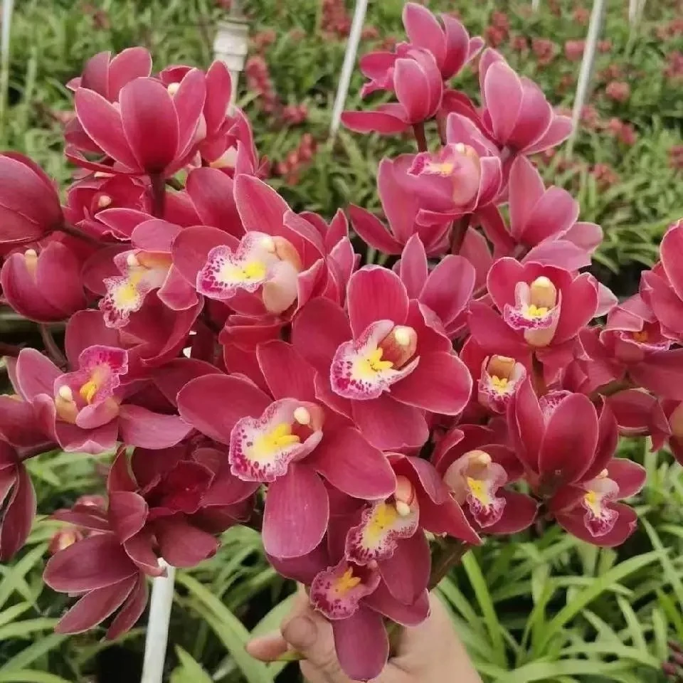 大花惠兰【红宝石】大气新品种【带5花苞】带花苞兰花易养活