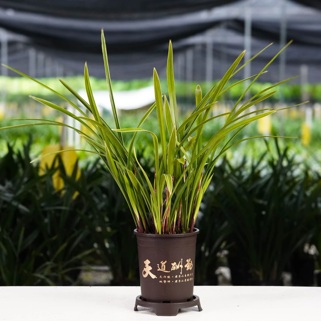 【带花苞】兰花【黄金彩虹】四季建兰彩虹公主四季夏红彩心花室内