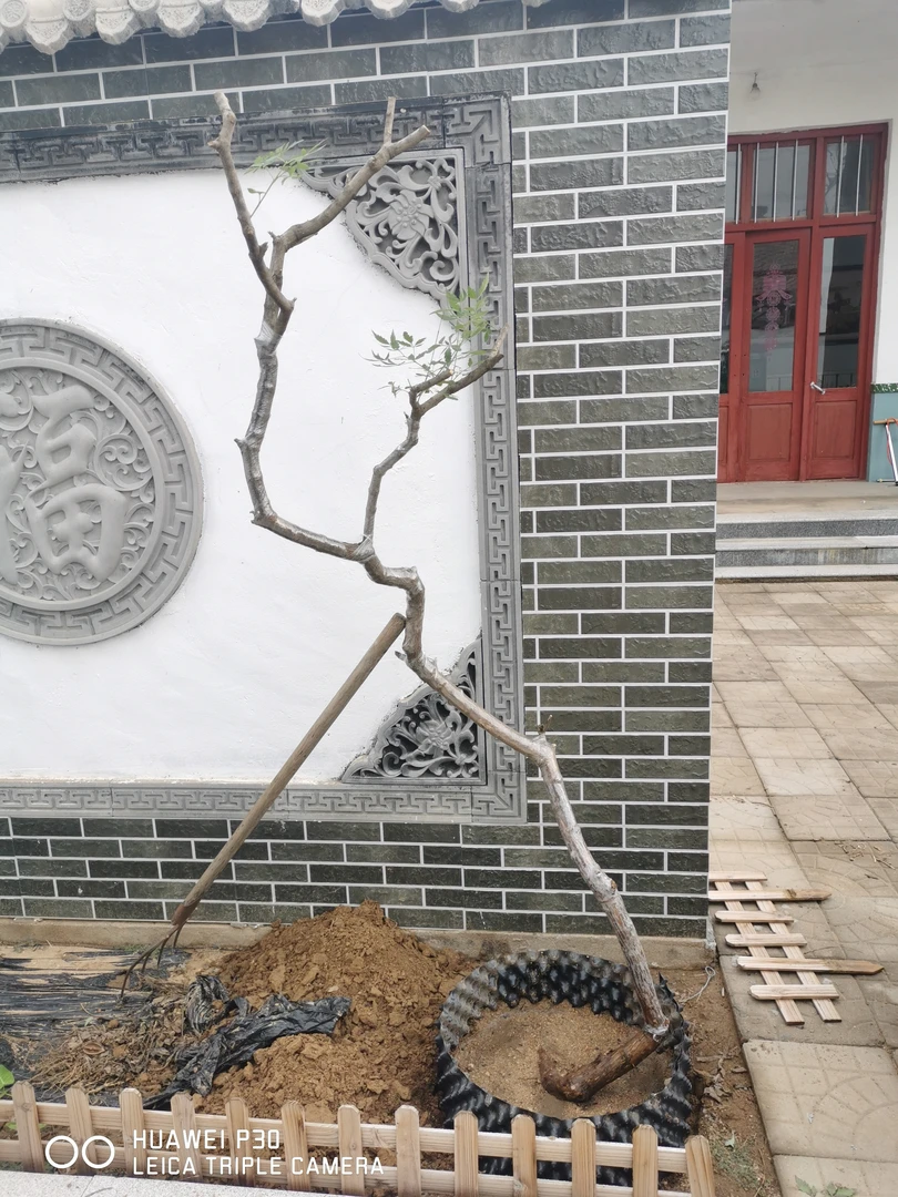 黄荆，盆景素材，庭院树