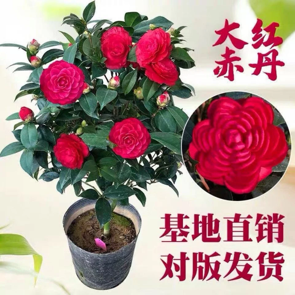 大红赤丹山茶花卉盆栽易活带花苞室内客厅阳台好养浓香型耐寒绿植