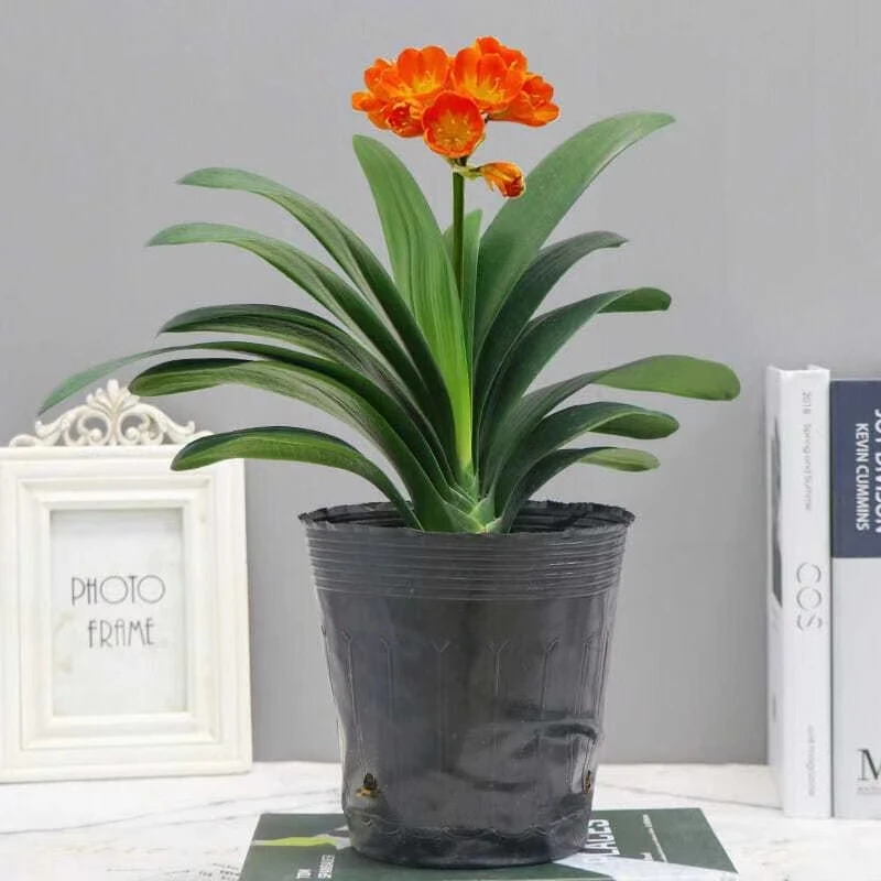 基地带花苞君子兰花卉精品高档名贵客厅室内好养不死盆栽花卉绿植