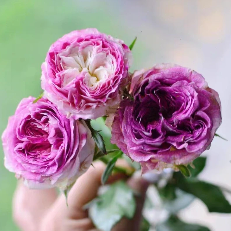 【宏哥月季】多莉 1加仑原盆原土 大花丰花 多季开花月季