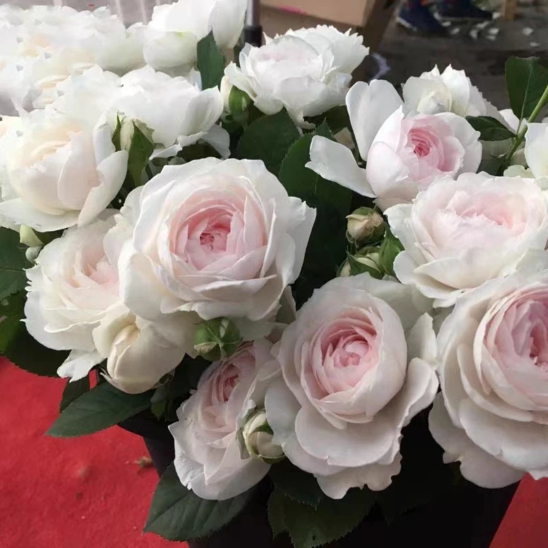 【宏哥月季】随机一盆一加仑苗