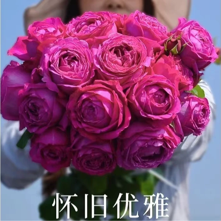 【宏哥月季】怀旧优雅 1加仑原盆原土 浓香大花丰花 多季开花月季