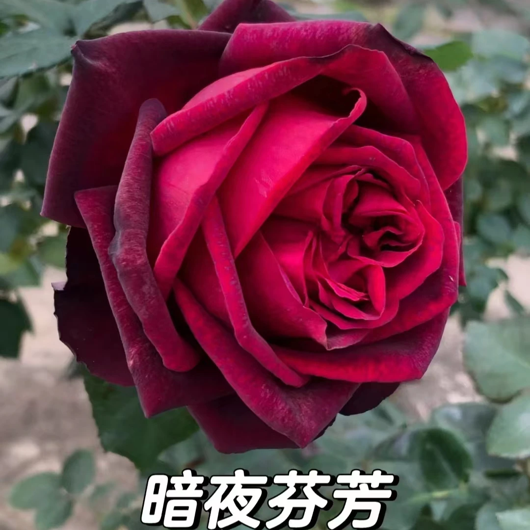 【宏哥月季】暗夜芬芳  1加仑原盆原土 大花丰花多季开花月季