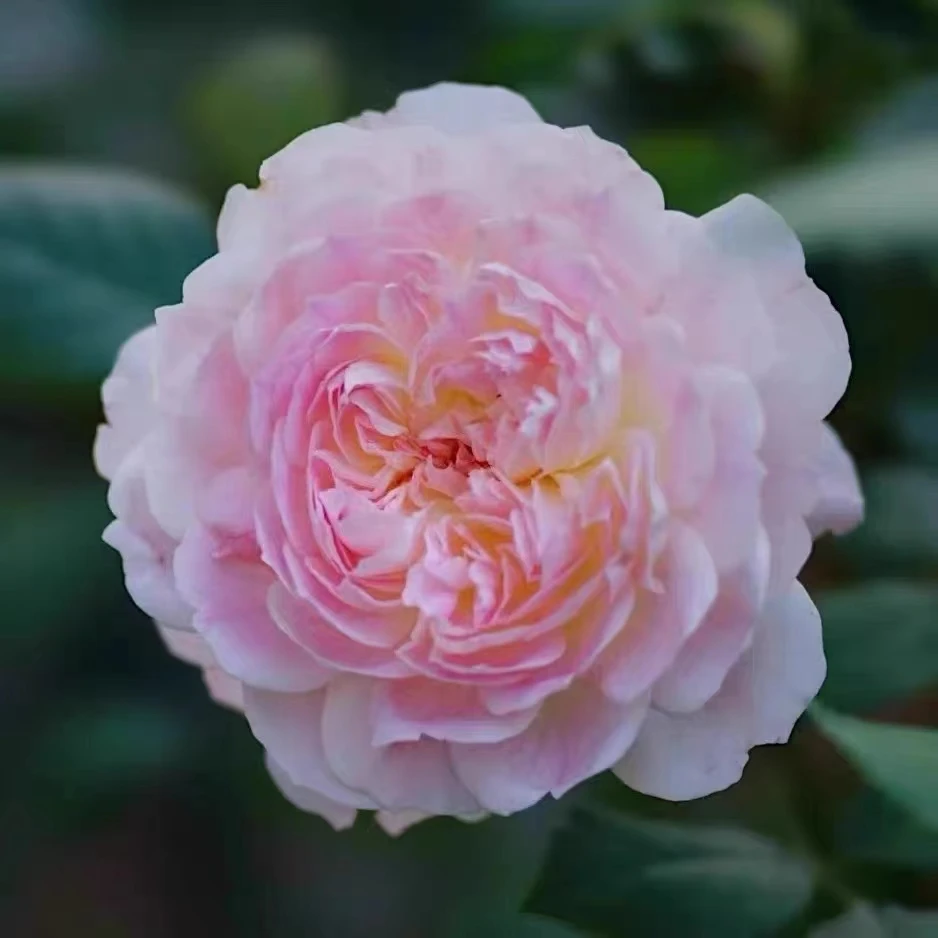 【宏哥月季】梅克林花边  1加仑原盆原土 大花丰花多季开花月季