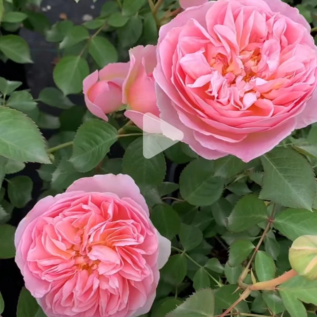 宏哥月季《朱尔凡尔纳》裸根苗颜色多变花浓香多季开花月季阳台庭院