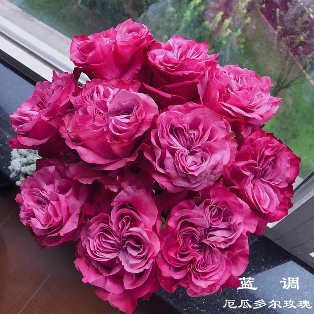 宏哥月季《蓝调》裸根苗 切花 大花丰花多季开花月季
