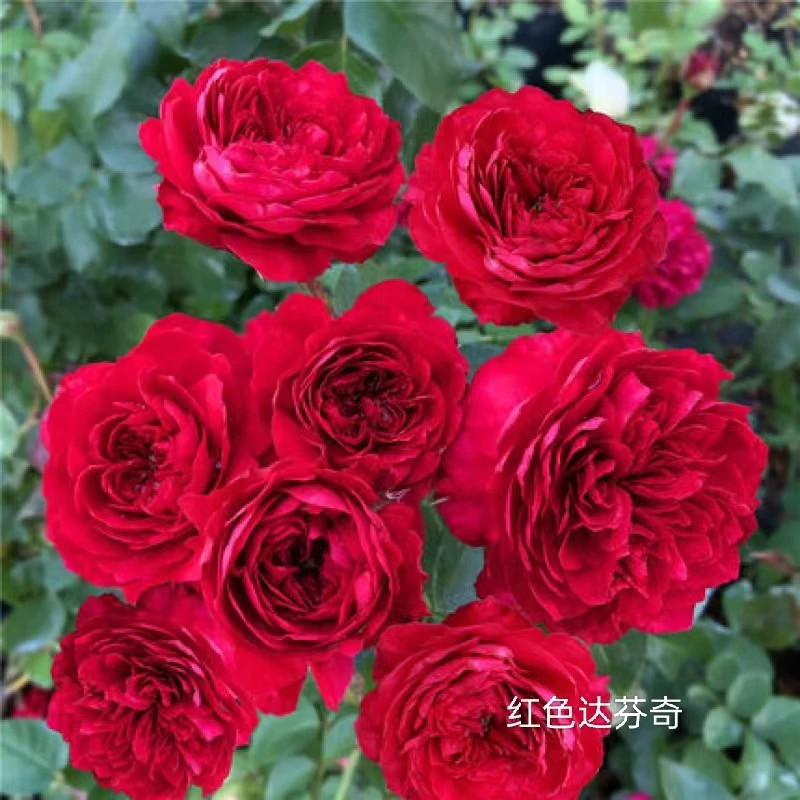 【宏哥月季】红色达芬奇  藤本月季花  大土球发货多季节开花庭院