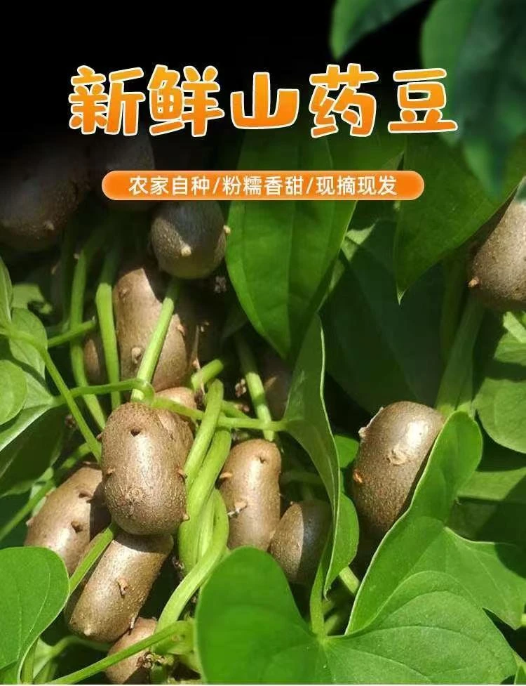 新鲜小白嘴山药豆软糯香甜混果包邮