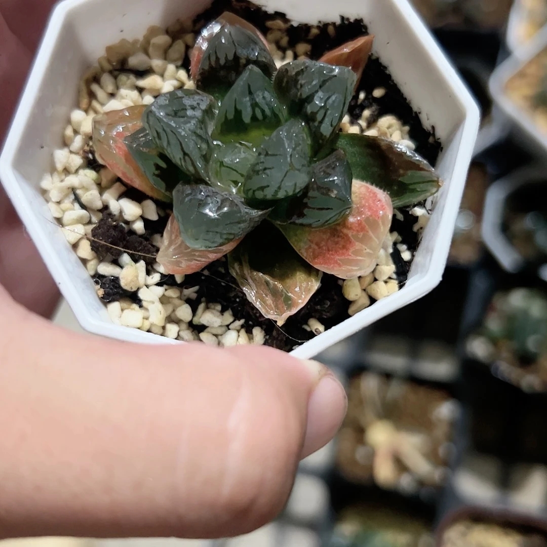 黑水晶十二卷多肉植物满