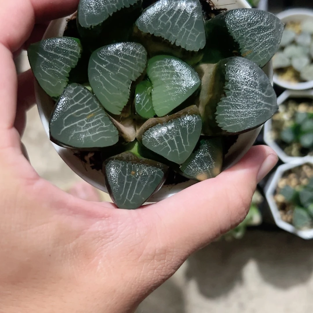 大黑天巨大化十二卷多肉植物