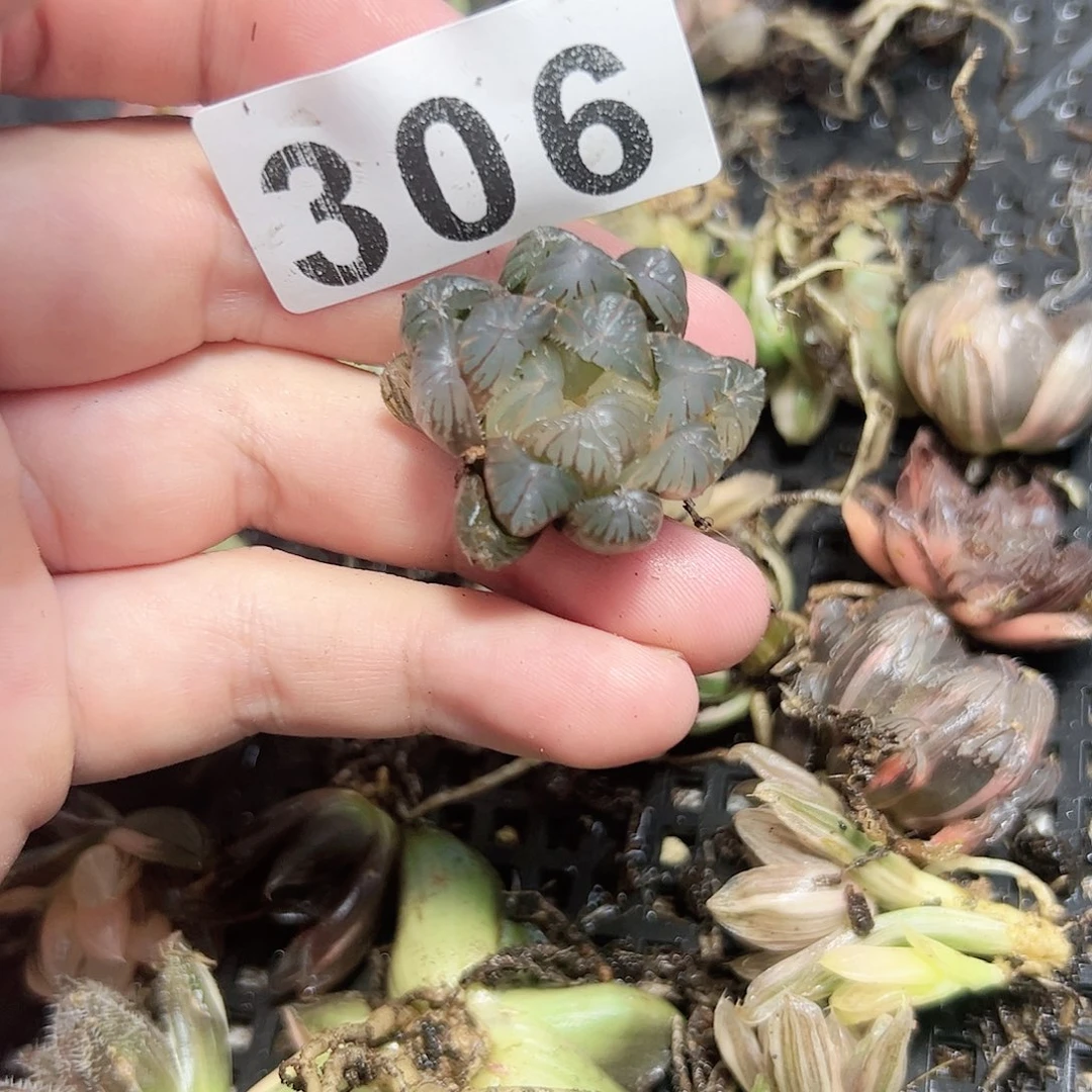 实生玉露锦十二卷多肉植物