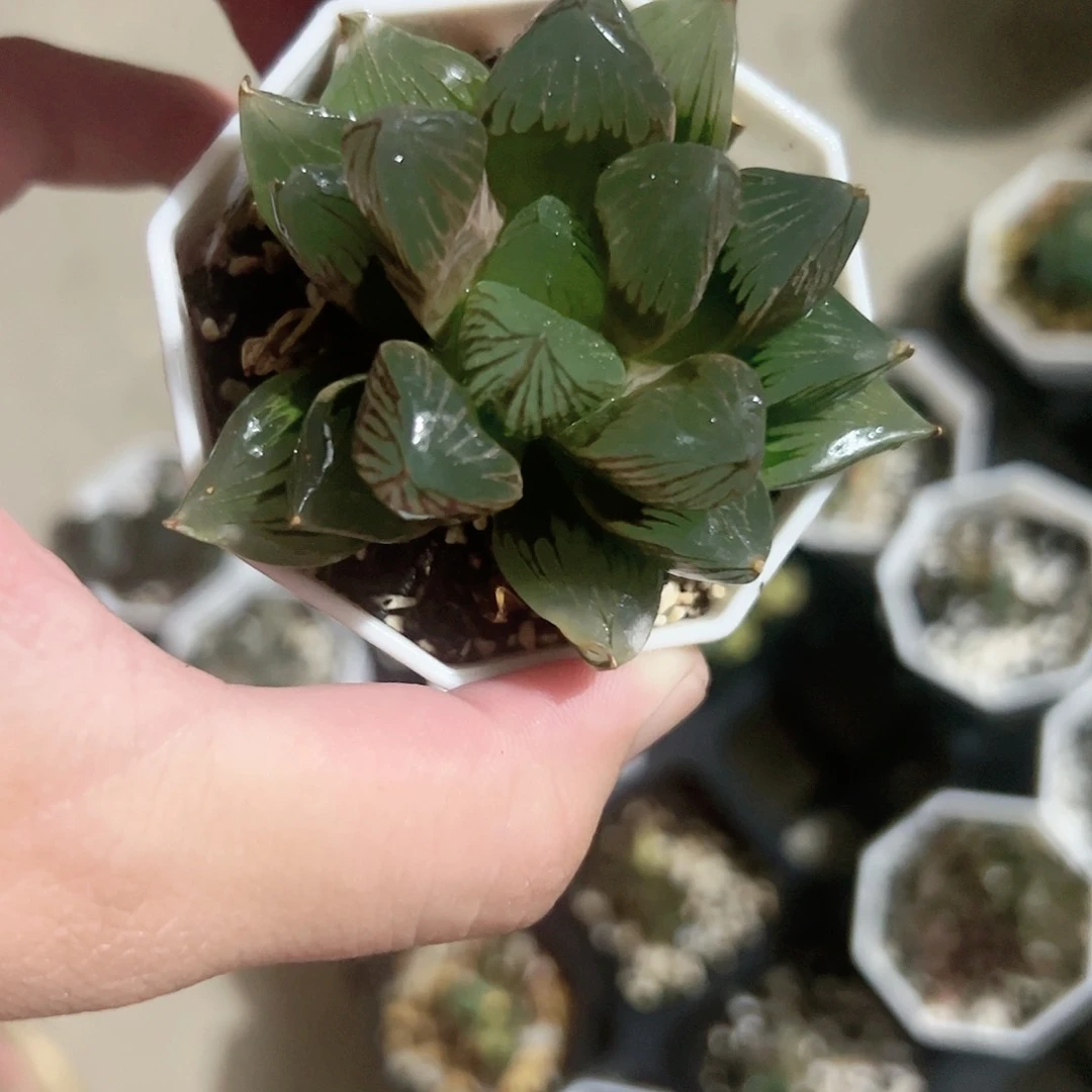 巨神兵十二卷多肉植物满