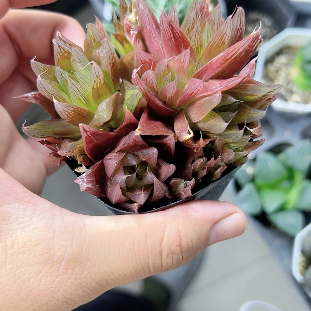 来桶泥十二卷多肉植物满足