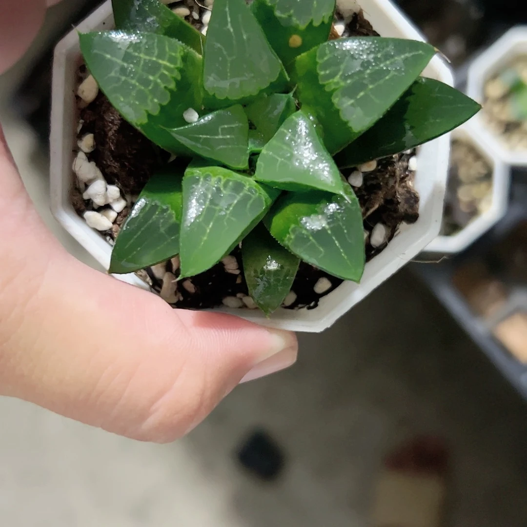 实生寿十二卷多肉植物