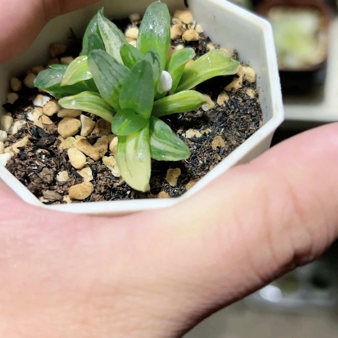 冰城寿锦十二卷多肉植物