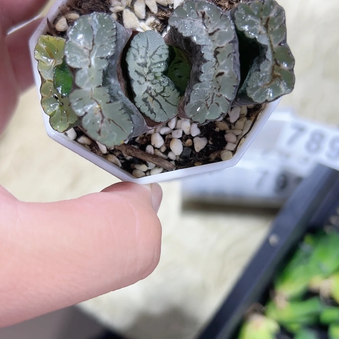 葵玉前玉扇变异十二卷多肉