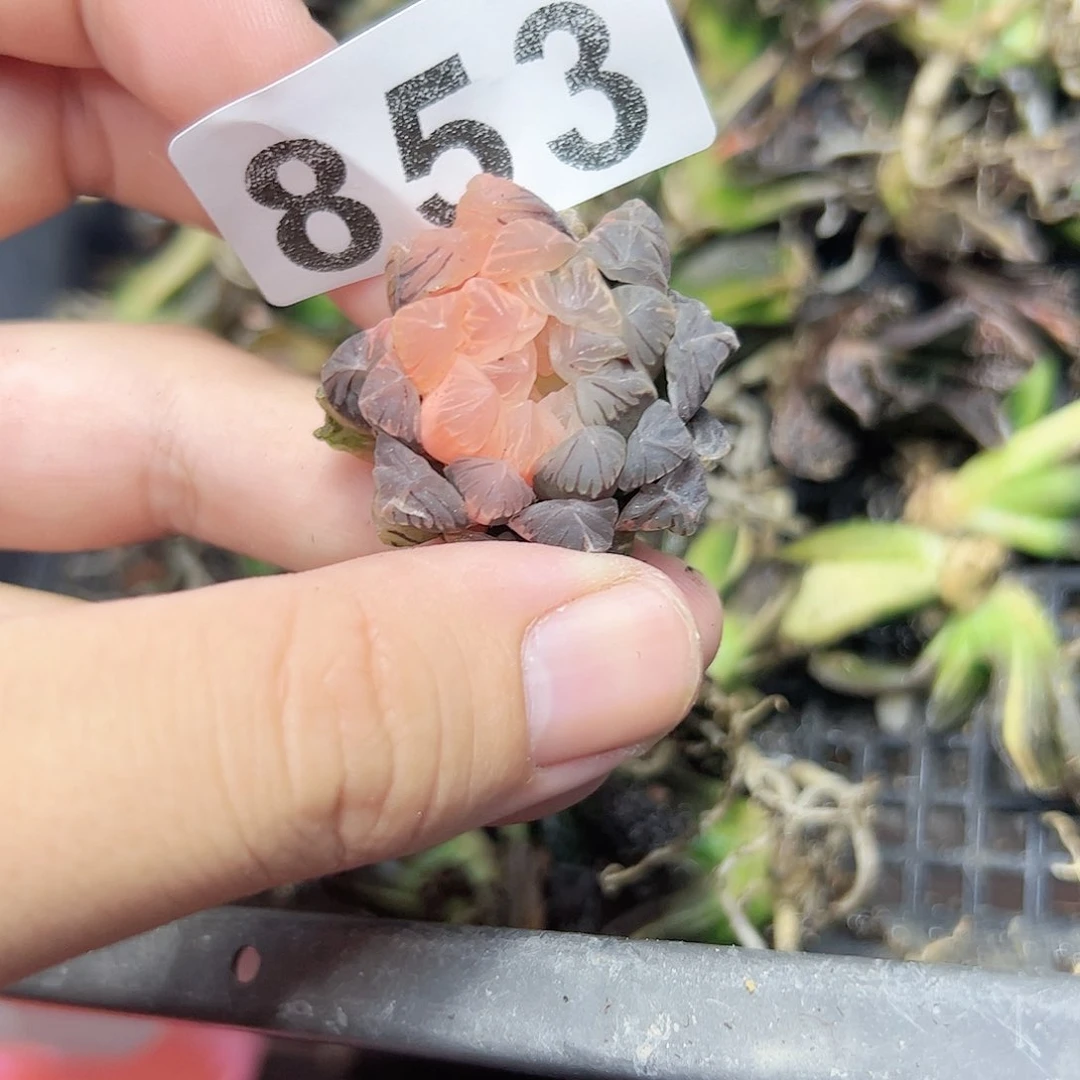 潘灯锦十二卷多肉植物满