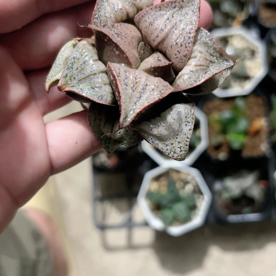泰姬陵十二卷多肉植物满